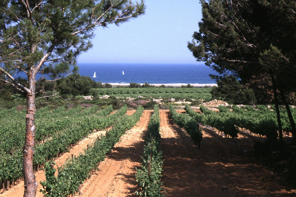 Château Capitoul vineyards overlooking the sea