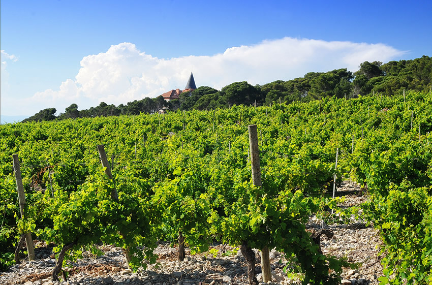 The Vineyards of Château Capitoul