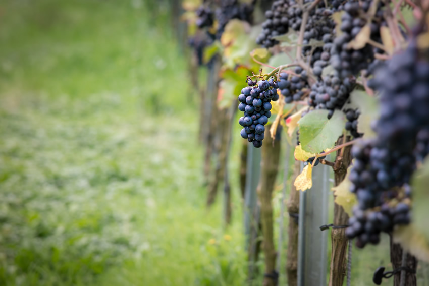 Passion for Wine