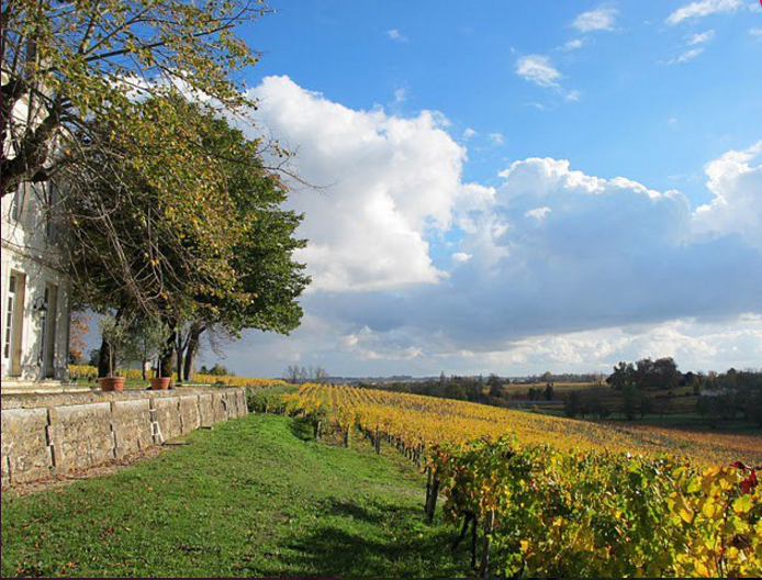 Château Tournefeuille Vineyards